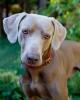 Weim Rescue - Drake 007